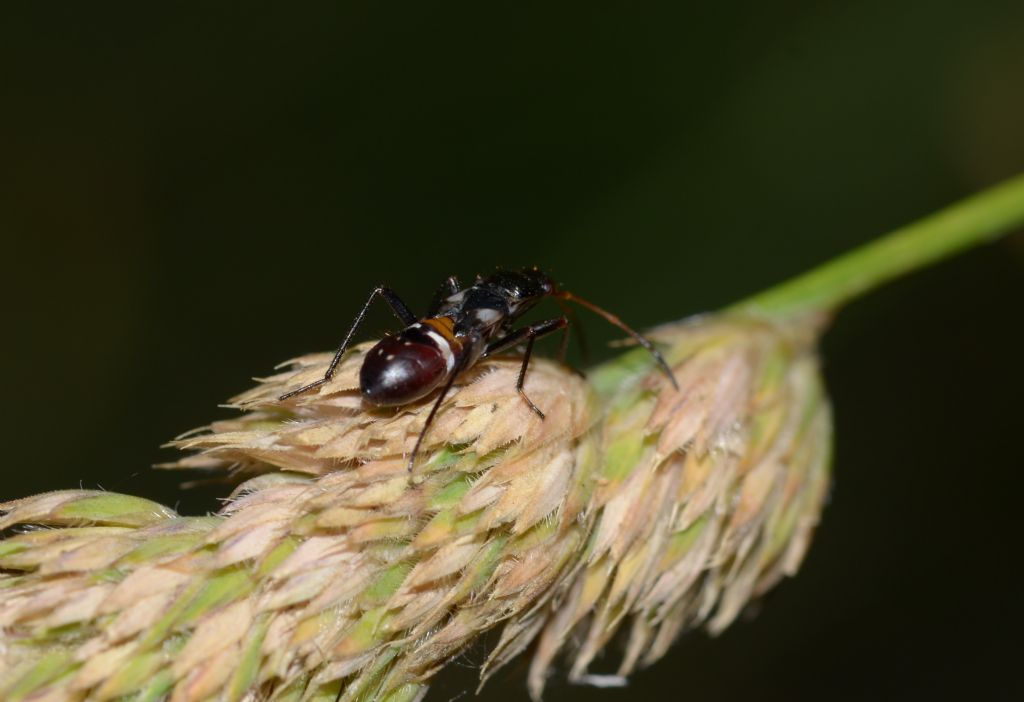 Ninfa di Nabidae?  No, di Lygaeidae: Raglius confusus